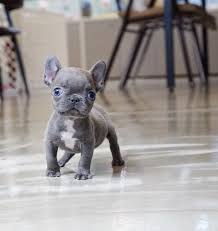 French bulldog puppy for sale: Pin On Dogs