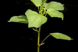 Image result for Acalypha ornata