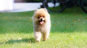 The original pomeranian weighed 30 pounds more and had a job pulling sleds! Teacup Pomeranian Breed Information Puppy Costs More