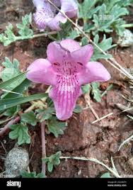 Image result for Dicerocaryum senecioides