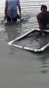 Sea Lion Kolam 3a Kerapu Naga Dekat Sea Lion Fishing Park Kolam Baru 3a