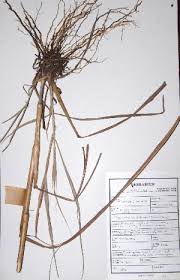 Image result for Hyparrhenia dichroa