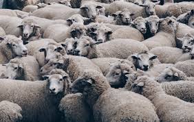 Aus 100% orginal merino lammfell lammfelle, bettvorleger, teppiche & yogamatten in vielen farben. Lammfellteppich Alle Informationen Zum Lammfellteppich 2019