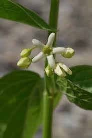 Image result for Vincetoxicum stenolobum