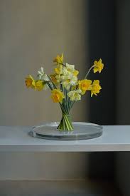 Neotinea tridentata o orchis tridentata scopoli. Per L 8 Marzo Un Bouquet Giallo Mimosa Originale