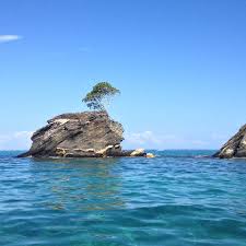 150 Year Old Bonsai Cayo Menor Cayos Cochinos Honduras Honduras Paradise Outdoor Pictures Places