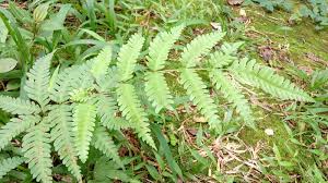 Image result for Thelypteridaceae