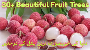 If you want fruit, they will need to experience a period of about two months worth of cooler temperatures. Different Fruit Trees 2020 Most Beautiful Trees In The World The Saleem Tv New Video 2020 Youtube