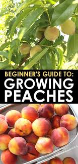 Learning How To Grow A Peach Tree Means Fresh Peaches From Your Own Peach Orchard Every Year Get All Growing Fruit Trees Peach Trees Organic Vegetable Garden