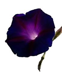 Image result for Ipomoea magnusiana