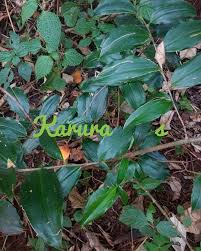 Image result for Dracaena laxissima