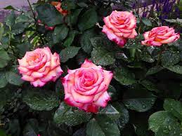 Hybrid Tea Dream Come True A Client S Rose Bush That We Maintain Hybrid Tea Roses Rose Rose Bush