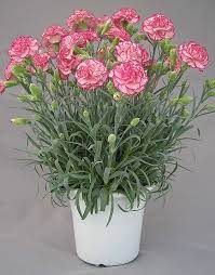 Pot Carnation Tall Pot Carnation Pot Flower Products Snow Brand Seed Co Ltd Carnation Plants Pink Plant Carnations