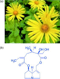 Image result for Senecio latifolius