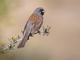 Image result for Spragueanella