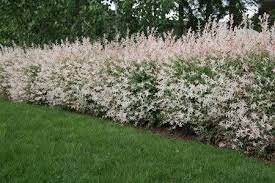 Maybe you would like to learn more about one of these? Tri Color Dappled Willow Fast Growing Trees Mosquito Plants Garden Shrubs