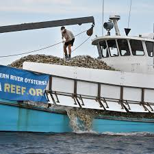 Operation Build-a-Reef”