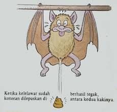 Angka erek erek code alam dihantam kelelawar yang pasti bakal tidak sama. Bagaimana Kelelawar Buang Air Besar Ini Penjelasannya Akubacaakutahu Semua Halaman Bobo