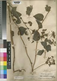 Image result for Clerodendrum umbellatum