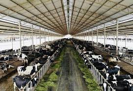 Turut berdaftar dengan kementerian kesejahteraan bandar, perumahan, dan kerajaan tempatan (kpkt). About Eco Yap Fresh Milk Made In Sabah