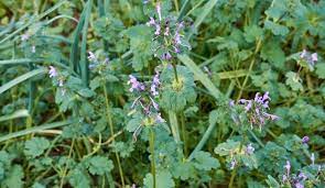 Purple weed seems to be the holy grail that everyone is searching for these days. Common Weeds In Dallas Gecko Green