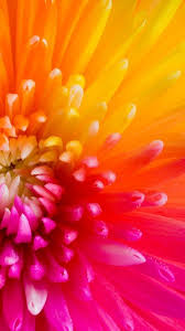 Galaxy S8 Wallpaper Galaxy S8 Wallpaper Hd Hd Photo S8 Wallpaper Android Wallpaper Wallpap Iphone 6 Plus Wallpaper Flower Wallpaper Pink Wallpaper Iphone