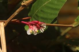 Image result for Marantochloa purpurea