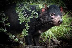Hasta hace menos de 100 años ocupaba el segundo lugar, tras el tilacino o lobo marsupial, extinto desde 1930. Demonio De Tasmania Regresa A Australia Despues De 3 000 Anos