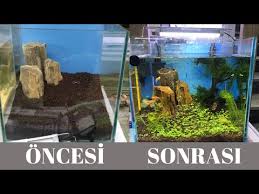Aquarium Carpet Seeds 0 To 3 Months Youtube