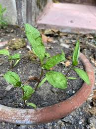 Image result for Berlinia orientalis