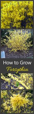 Fast Growing Forsythia Bushes Bring Summer Color To The Garden Garden Shrubs Forsythia Bush Planting Flowers