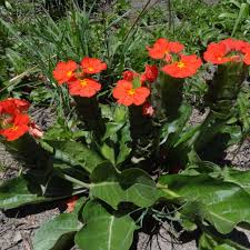 Image result for Crossandra greenstockii