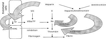 See full list on drugs.com Some Anticoagulant Effects Of Heparin Download Scientific Diagram