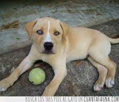Resultado de imagen de labrador husky