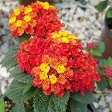 Southern Living Plant Collection 2 5 Qt Bright Red Orange And Yellow Reblooming Flower Clusters Firestorm Lantana Live Perennial Annual Plant 9085q The Home Annual Plants Southern Living Plant Collection Southern Living Plants