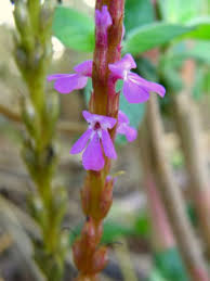 Image result for Striga gesnerioides