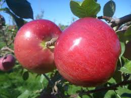 Tips for growing snow sweet. Liberty Apple On B 118 Cummins Nursery Fruit Trees Scions And Rootstocks For Apples Pears Cherries Plums Peaches And Nectarines