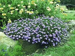 Image result for Brachycome