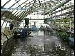 Agrotecnologia De Israel Aquaponics Greenhouse Aquaponics Modern Agriculture