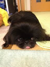 Black And White Pekingese Puppies Usually Pekingese Chouchou Pekingese Puppies Pekingese Lion Dog