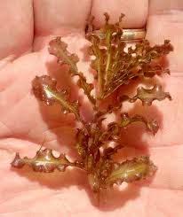 Image result for Potamogeton crispus