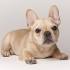 Cream French Bulldog: The Complete Color Guide | ebknows