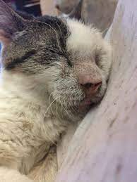 12 Year Old Cat Who Was Neglected Receives Love And Can T Stop Hugging His Rescuers Love Meow Old Cats Pretty Cats Cats