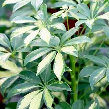 Image result for Schefflera