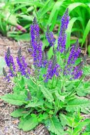 How Salvia Is Remedies Of All Health Problem How Salvia Is Encourage The Brain And How Can Salvia Buy Online Read More Http Goo Gl D7xqe1
