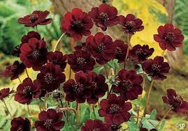 Chocolate Cosmos Native To Mexico Sadly It Has Been Extinct In The Wild For Over A Hundred Years Surviv Rare Flowers Chocolate Cosmos Most Beautiful Flowers