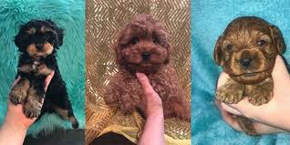 Billabong puppies come with the following. Cavapoo Puppies In Missouri Cavapoo World