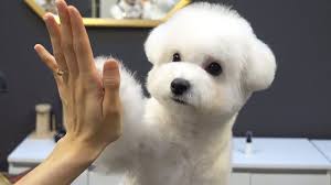 Bichon Frise Bison Cuha Kopegi Ozellikleri Ve Bakimi Hakkinda Hersey Petcim Com