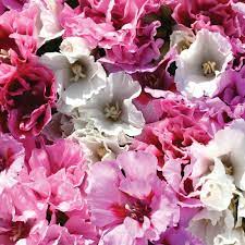 Godetia Pastel Posies Mixed Hardy Annual Seeds Thompson Morgan Flower Seeds Posy Seeds