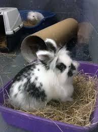 Black And White Holland Lop Rabbit Rabbits The Society For Abandoned Animals Lionhead Rabbit Cute Baby Bunnies Pet Bunny